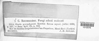 Uredo paraphysata image